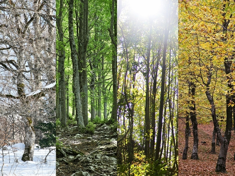 Weather impact to mosquito populations seasonal perspective photo