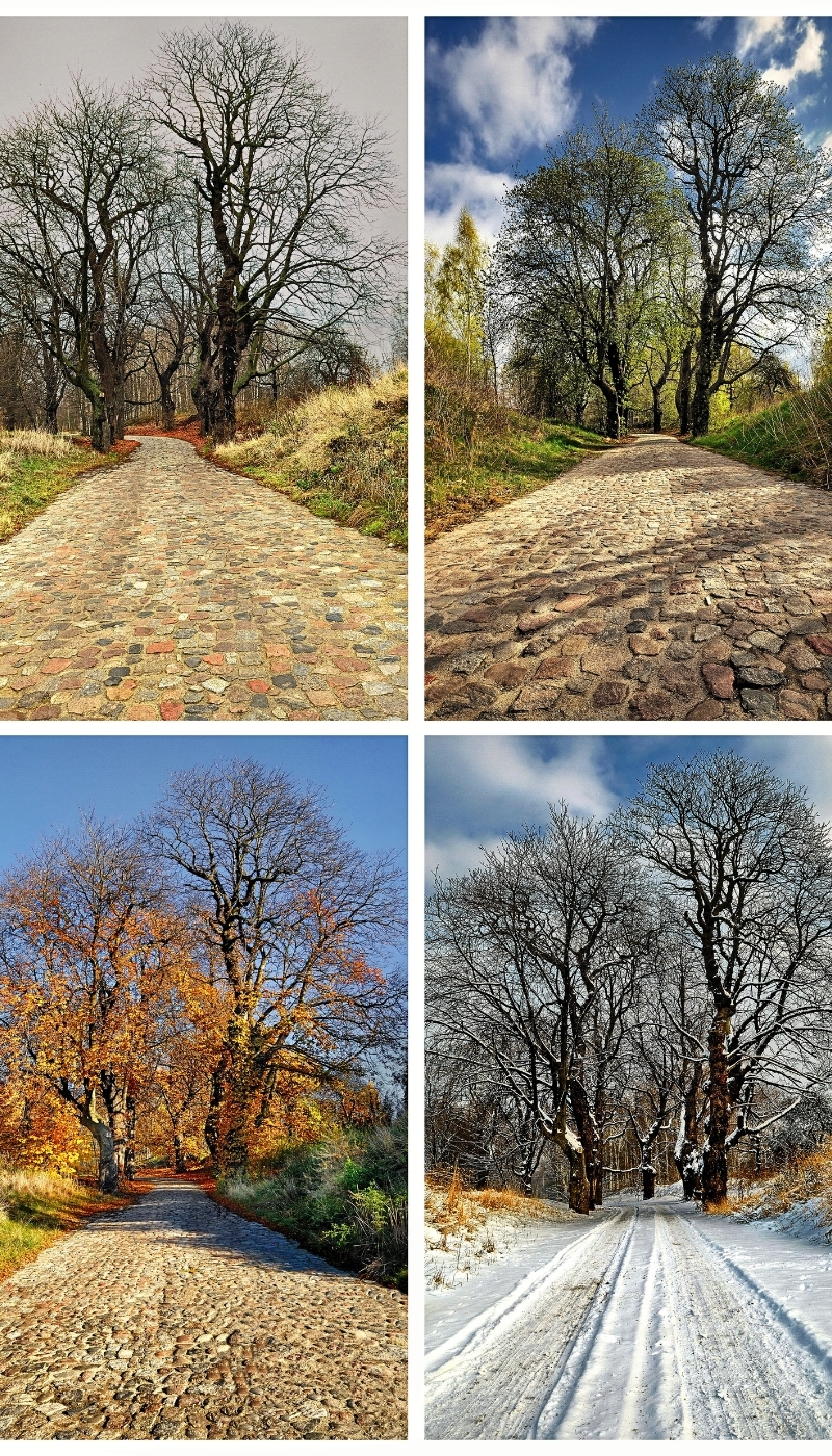 Weather impact to mosquito populations seasonal perspective East Coast photo vertical layout