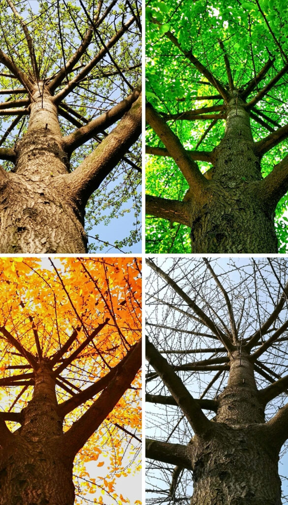 Weather impact to Southern climate mosquito poulations seasonal perspective photo vertical layout