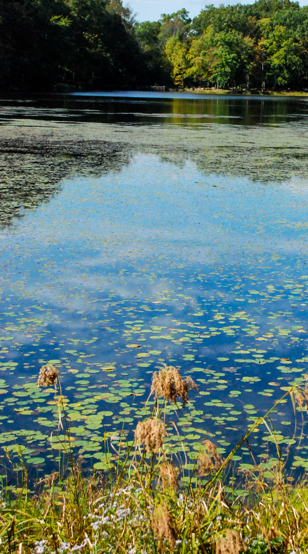 Professional Mosquito Control Company in Rochester, MI.