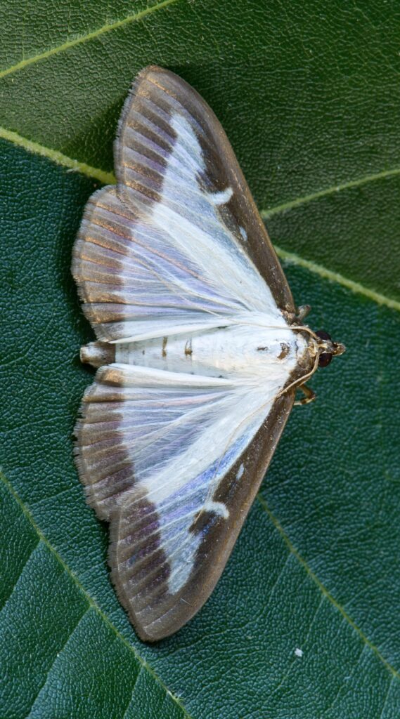Box tree moth