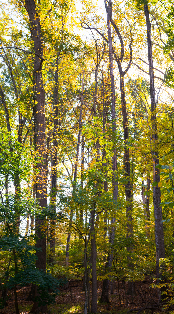 Professional Mosquito Control Company in Barclay, MD.