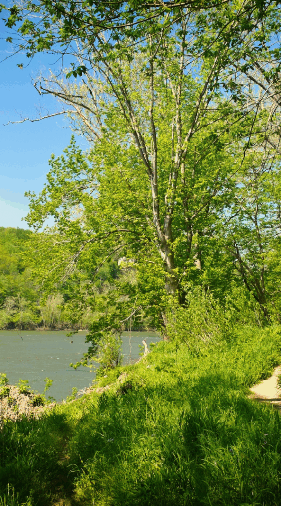 Professional Mosquito Control Company in Cordova, MD.