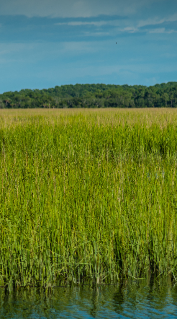 Professional Mosquito Control Company in Felton, DE.