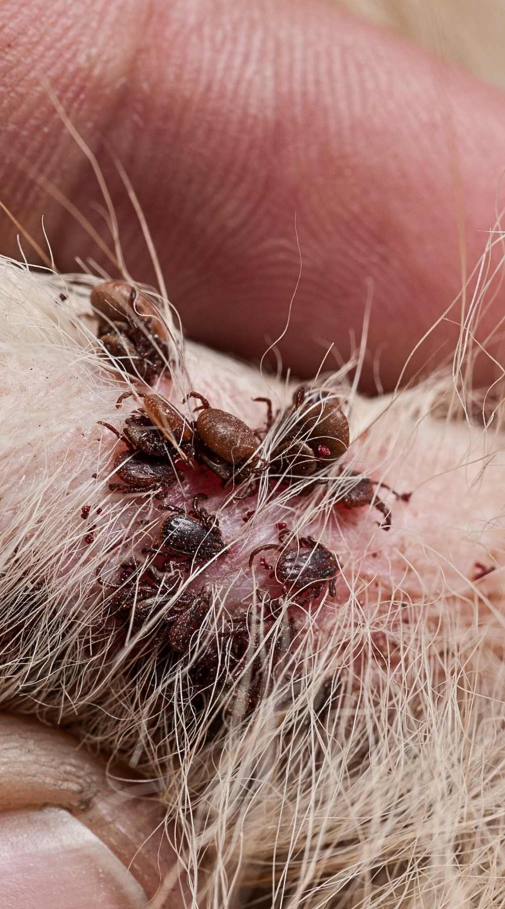 A cluster of ticks on a dog