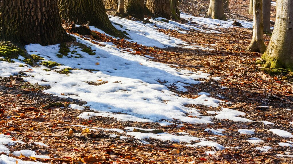 Spring snowmelt leads to tick issues