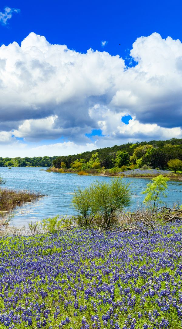 Professional Mosquito Control Company in Gray Forest, TX.