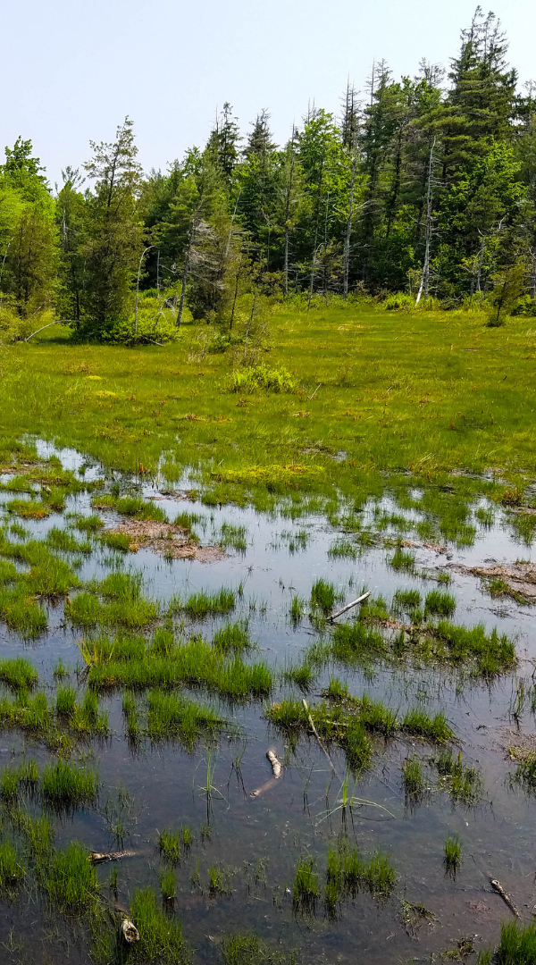 Professional Mosquito Control Company in Middletown, PA.