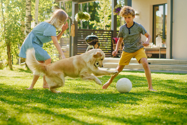 Mosquito Spraying Company in Dublin