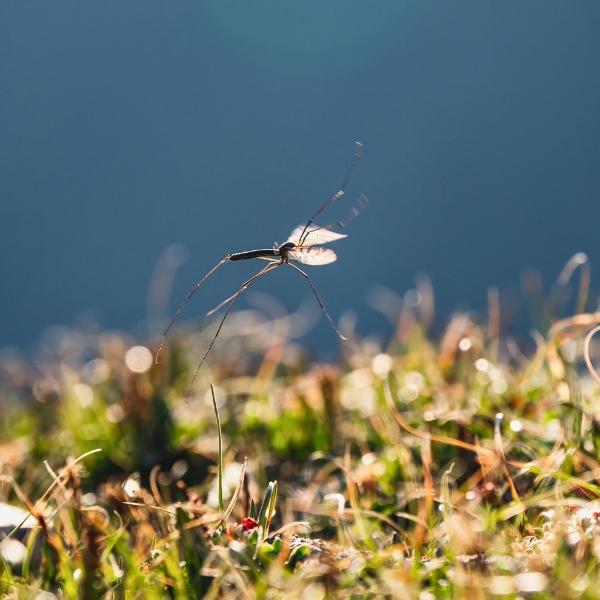 Mosquito flying above grass close up image