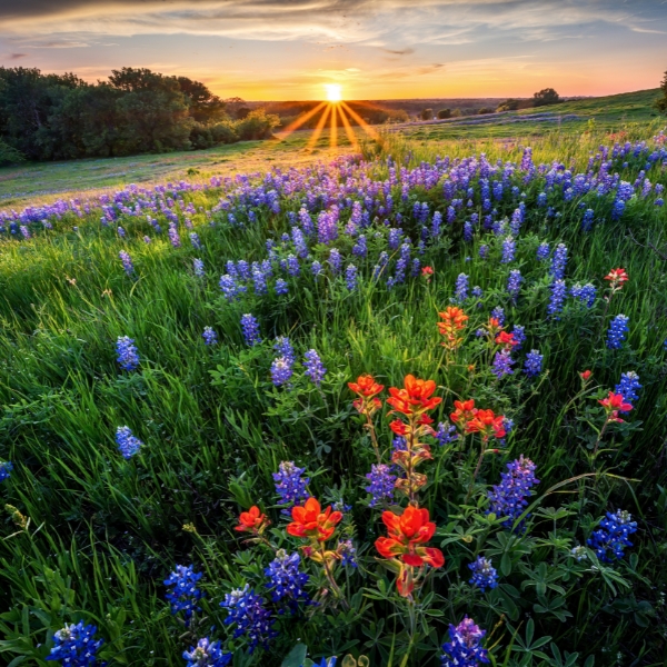 Spring Flowers MidWest South Region