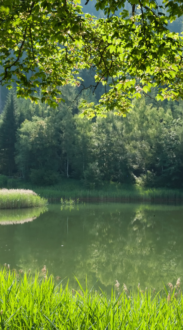 Professional Mosquito Control Company in Coventry, CT.