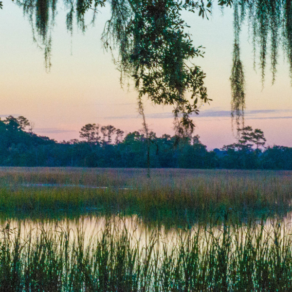 Types of mosquitos in New Orleans LA.