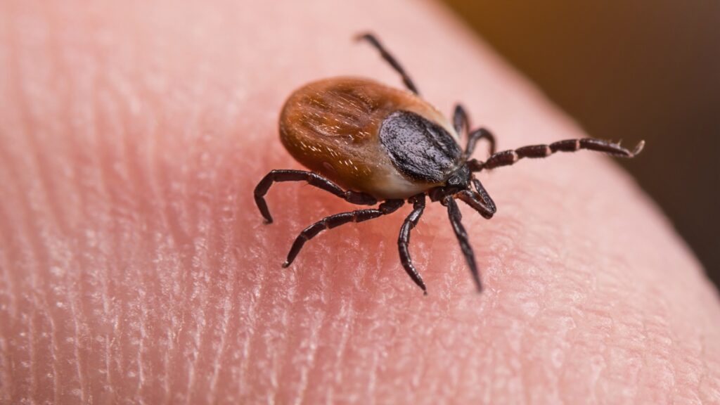 Deer Tick Issues Hero Image