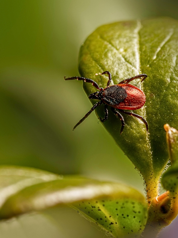 Deer tick on a leaf in spring