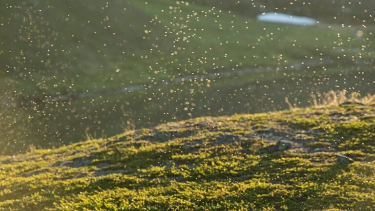 Mosquito Swarm in Spring
