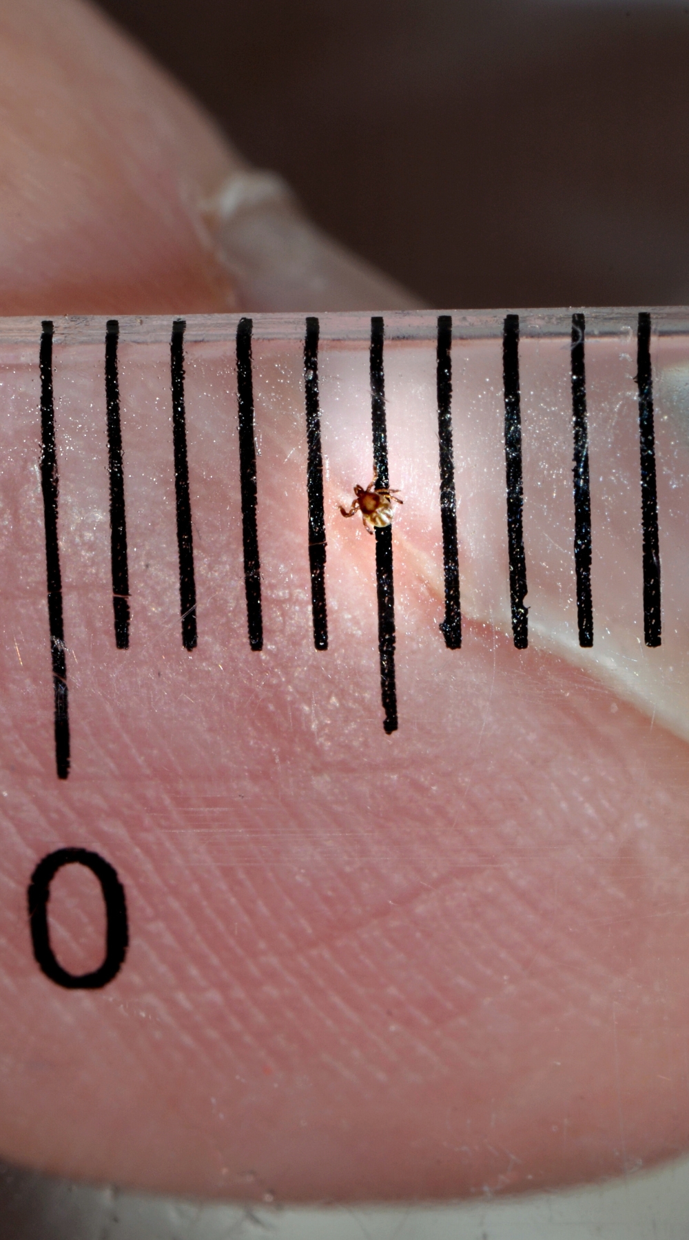 Nymph Stage of a Deer Tick