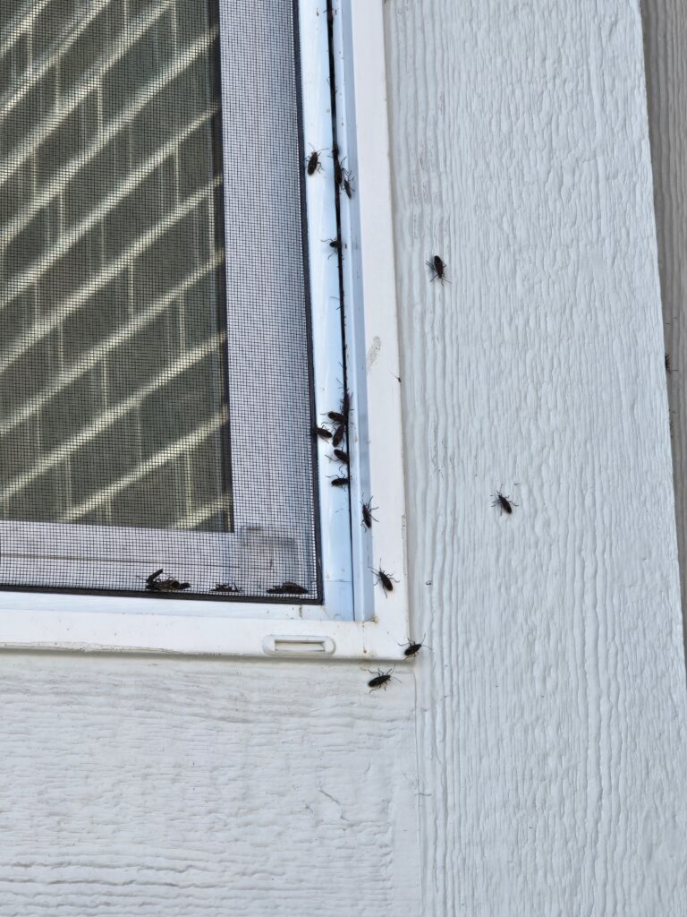 box elder bugs