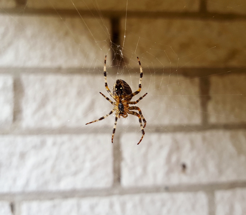 American House Spider