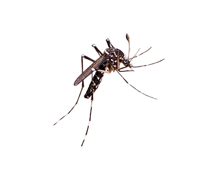 Asian Tiger Mosquito Mosquito Background removed