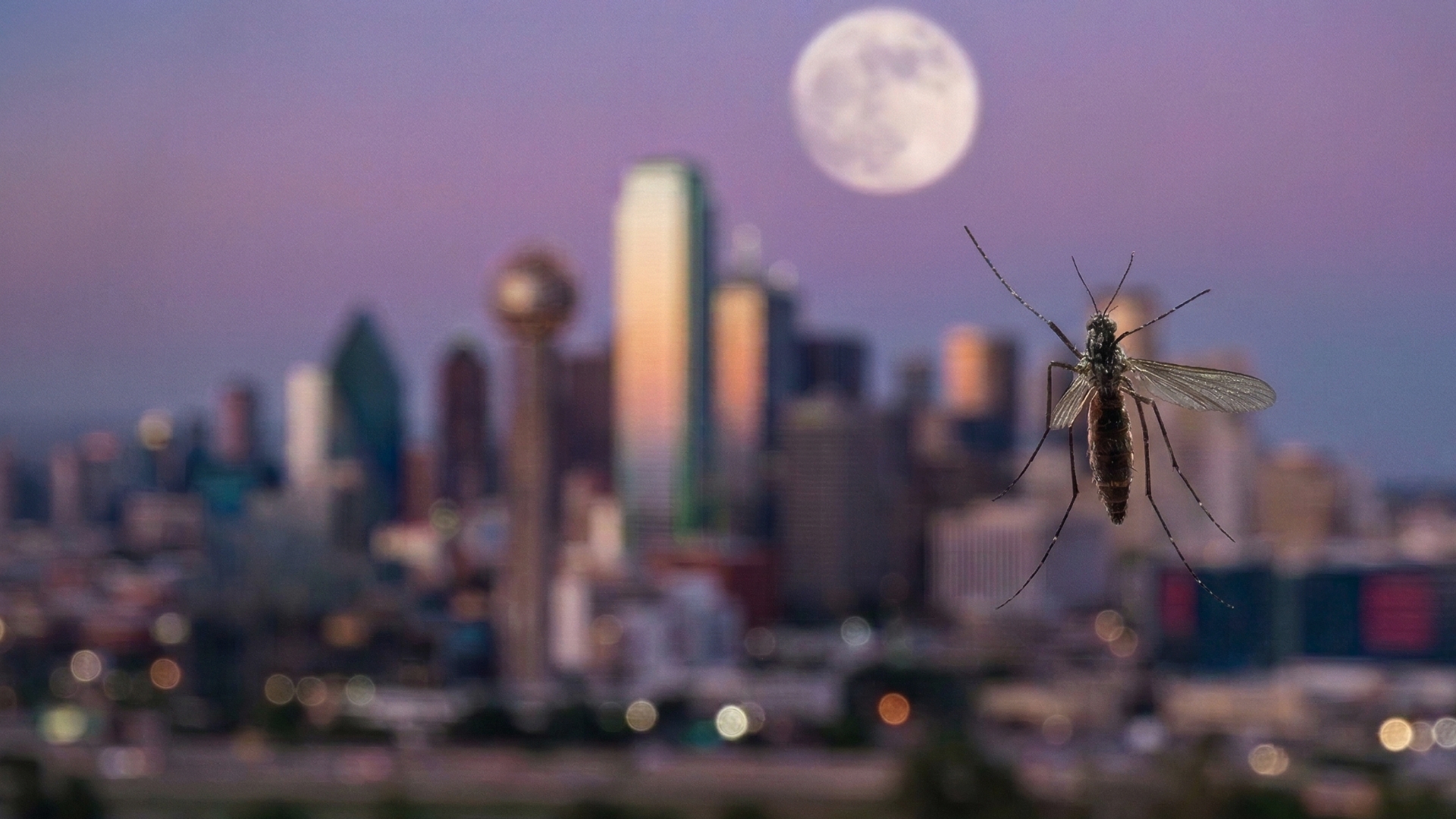 DFW Lunar mosquito photo