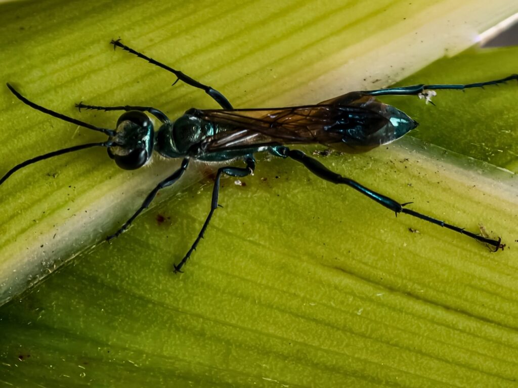 Mud Daubers