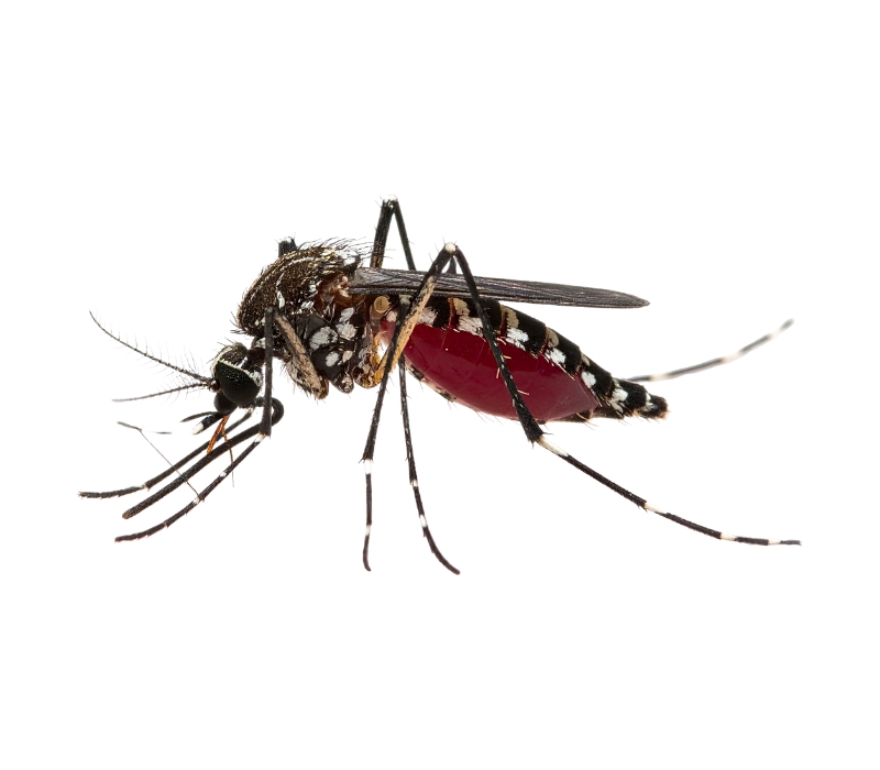 Southern House Mosquito Mosquito Background removed