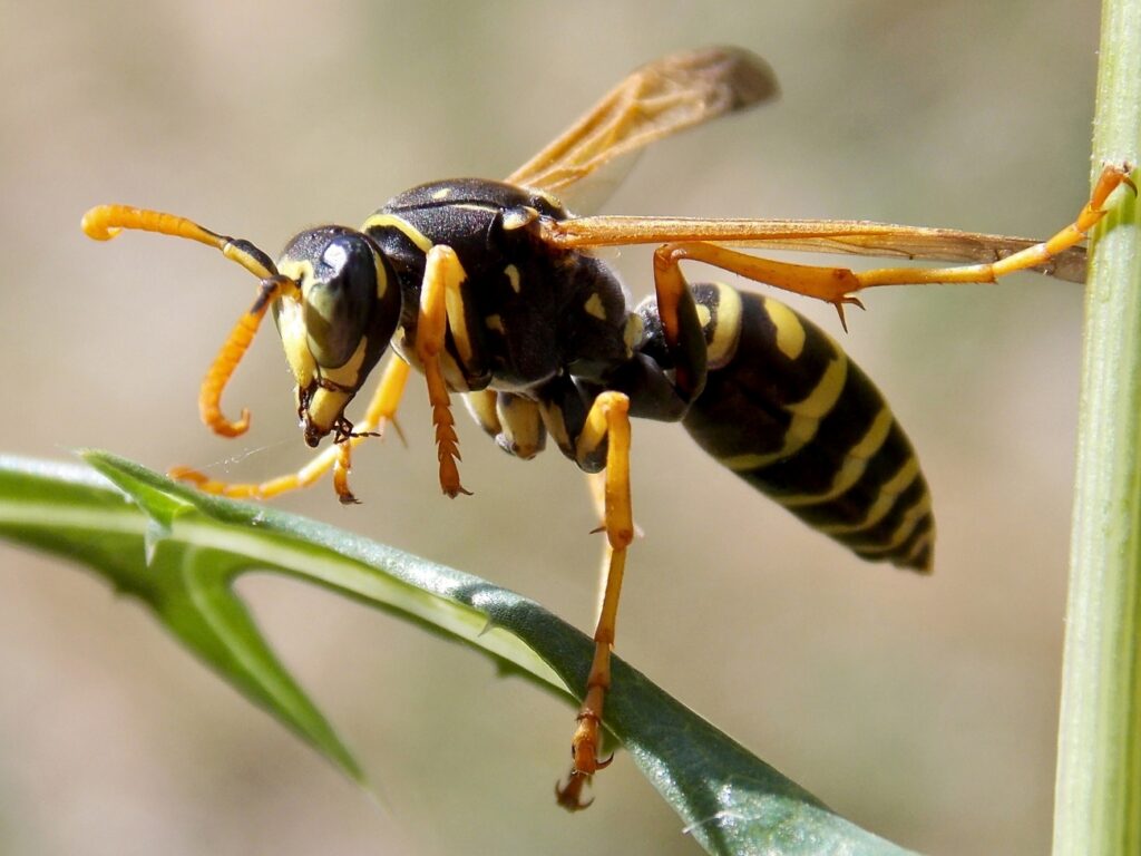 Wasps