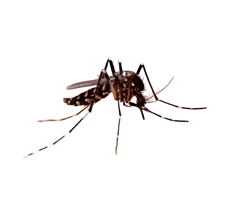 Yellow Fever Mosquito Mosquito Background removed