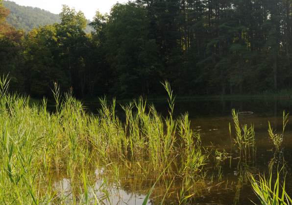 mosquito seasonality