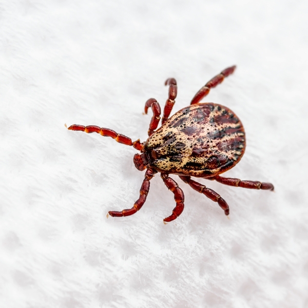 Lyme Disease Awareness Tick up close