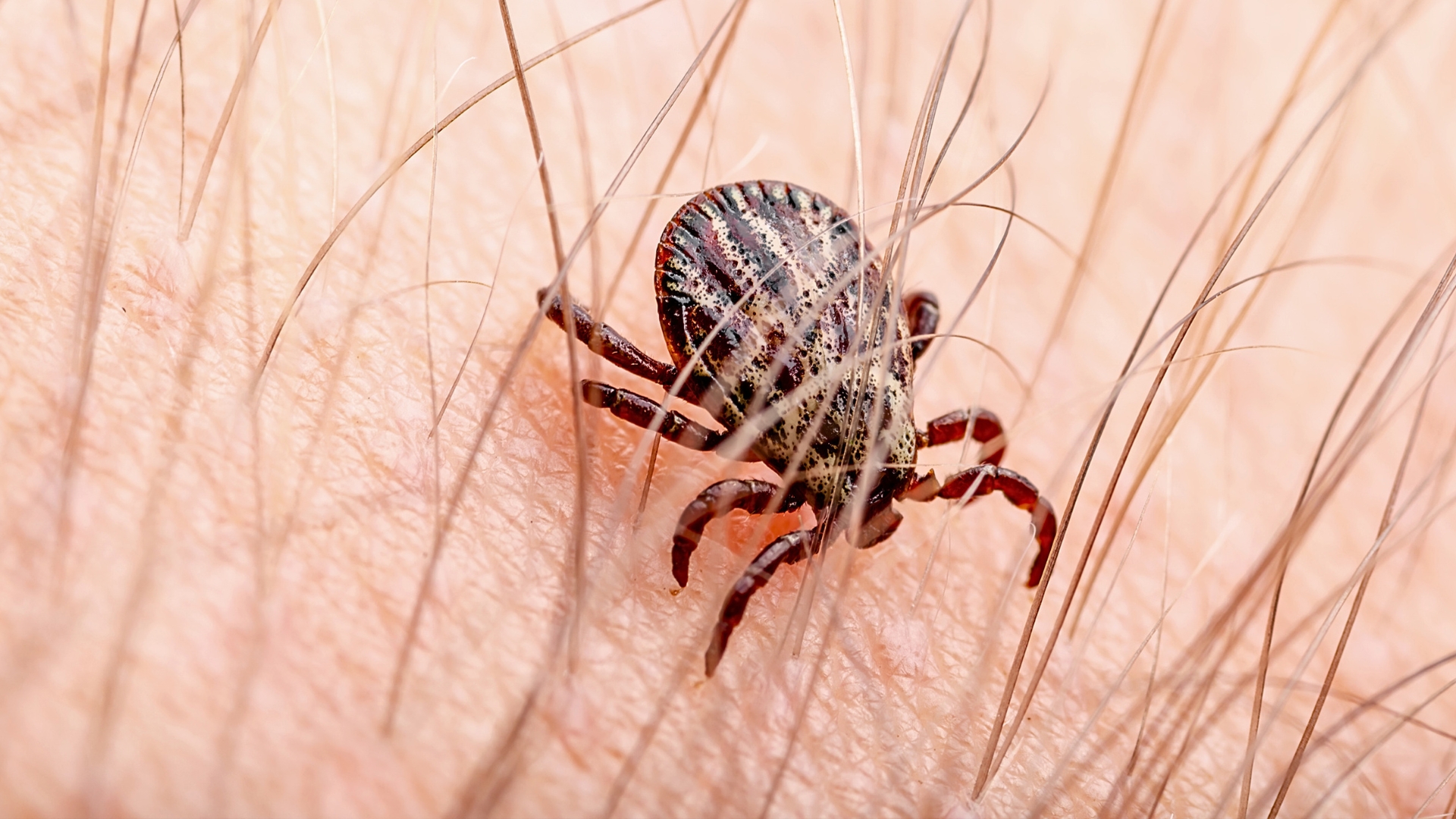 Lyme Disease Tick Close up Hero image