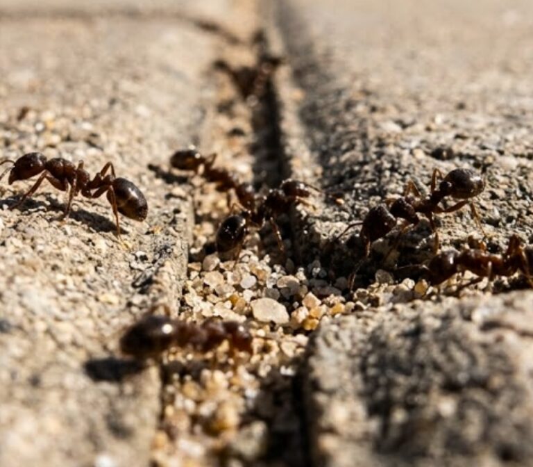 Pavement Ants Mosquito Shield