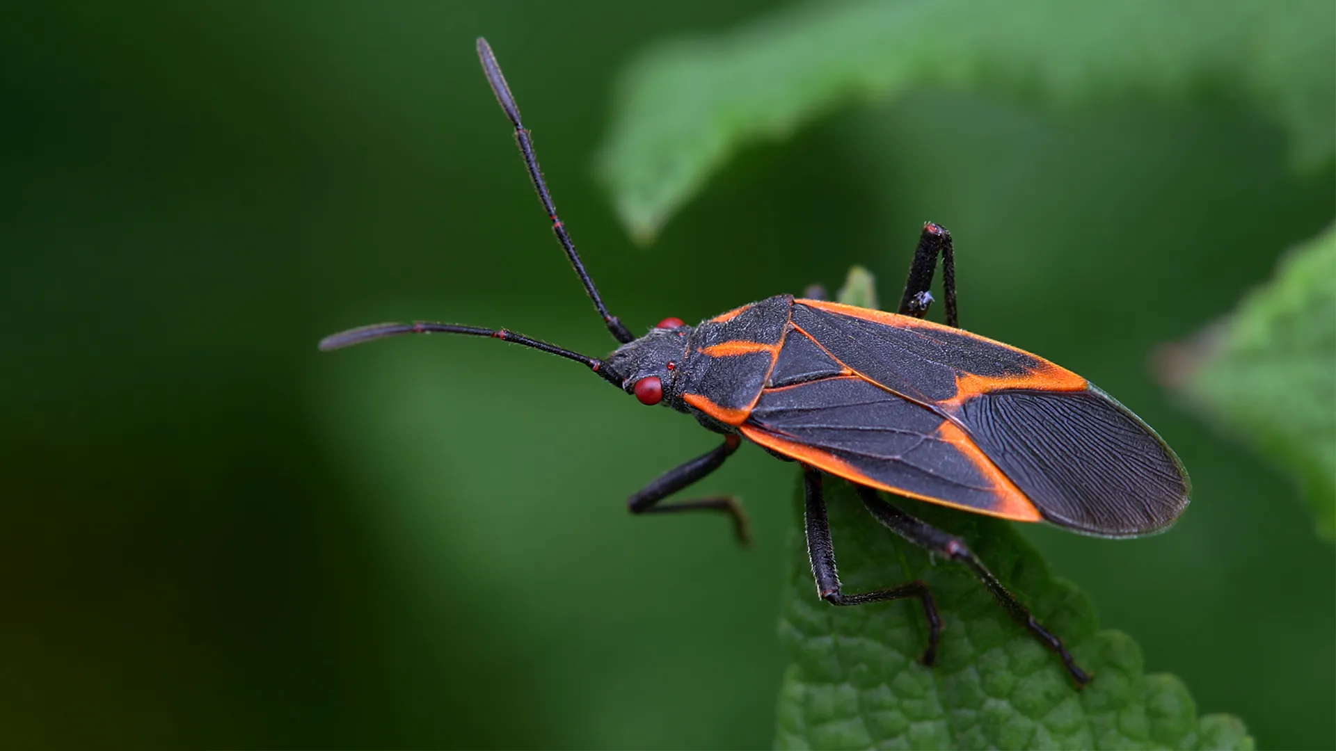 Boxelder Bug