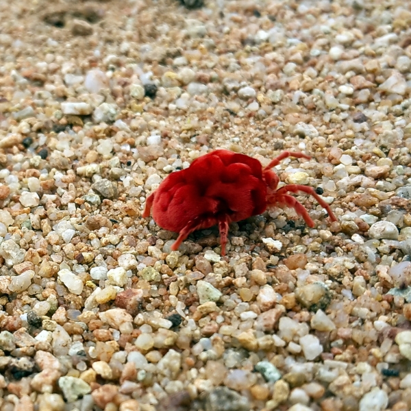 Chigger Photo