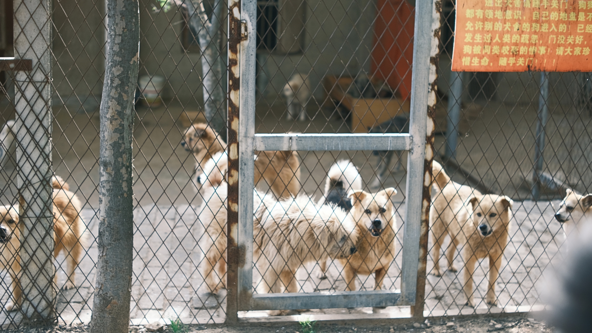 Dog Kennel Commercial Services