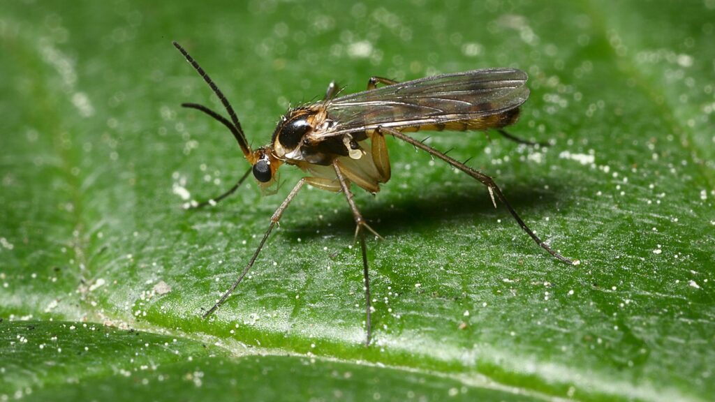 Fungus Gnat Hero image Mosquito Shield
