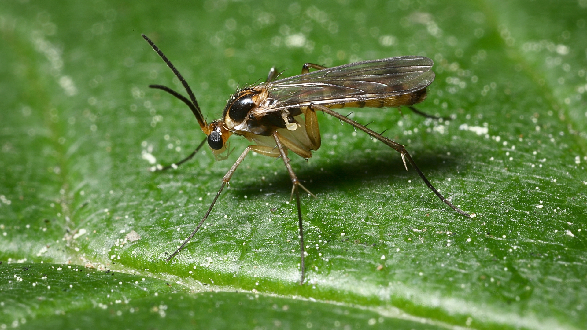 Fungus Gnat Hero image Mosquito Shield