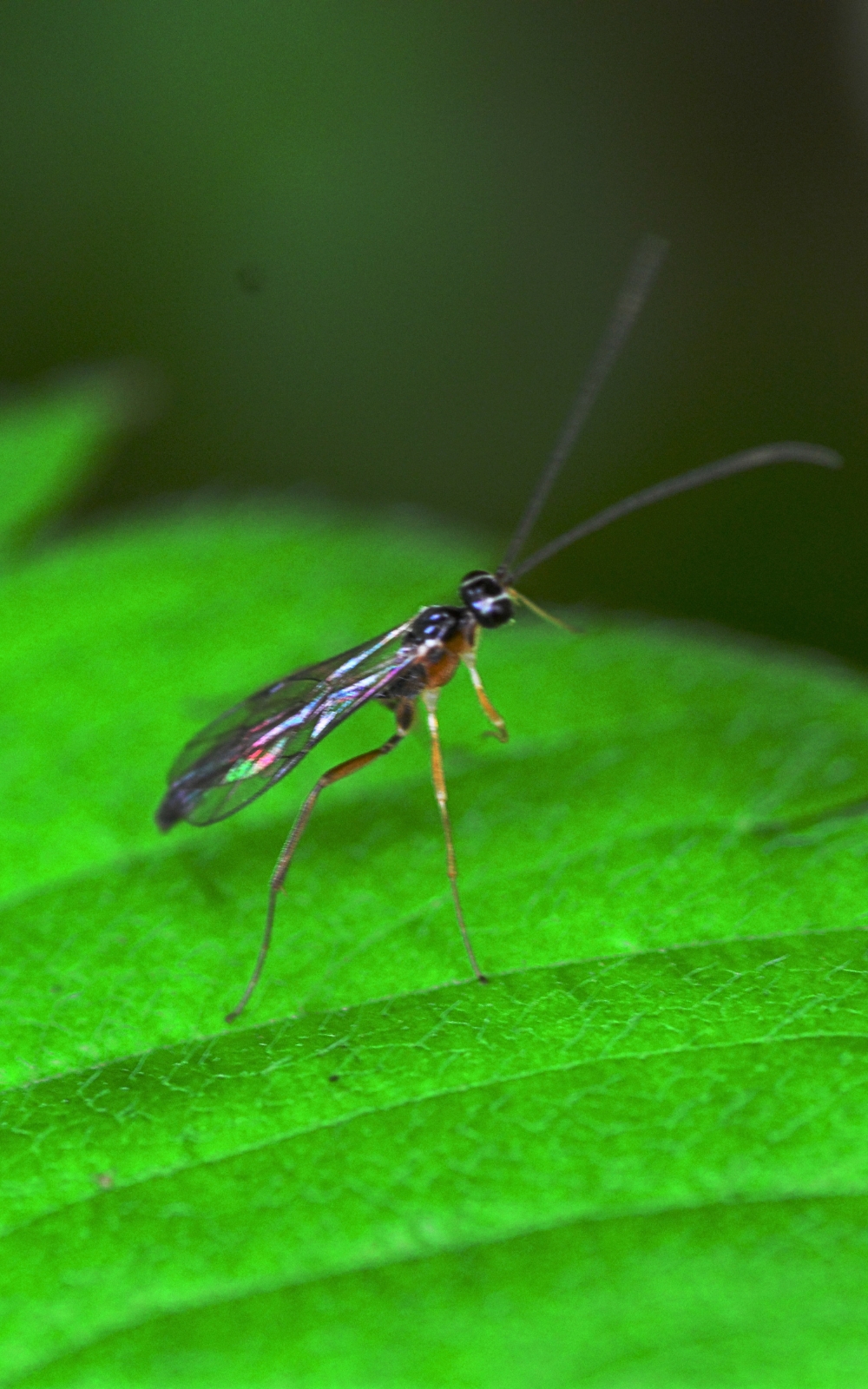 Fungus Gnat on leaf image Mosquito Shield