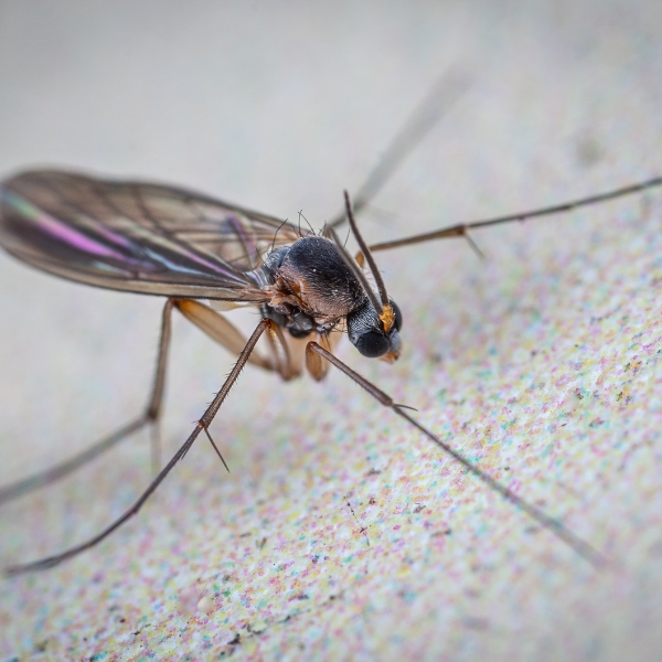 Gnat Photo
