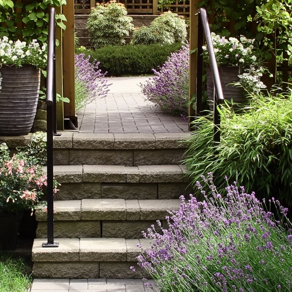 Lavender on sidewalk in backyard