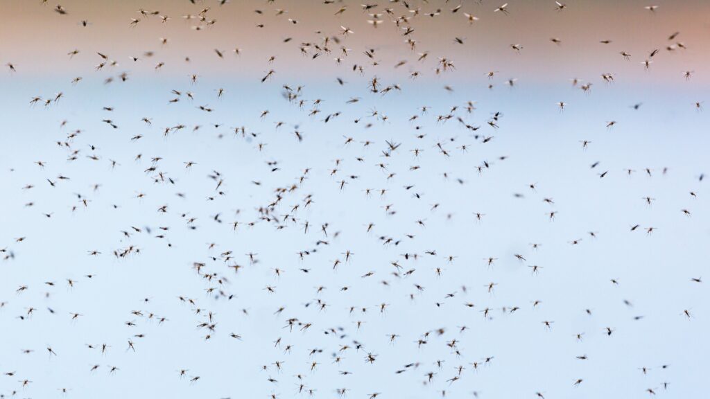 Mosquito Infestation