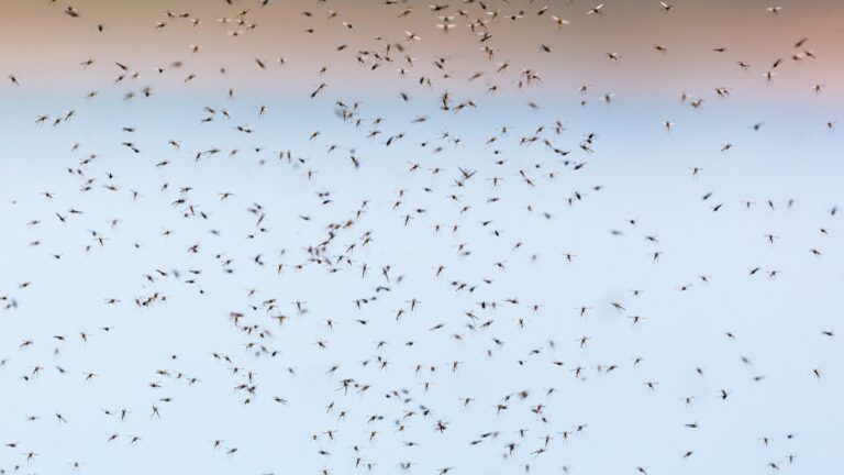 Mosquito Infestation