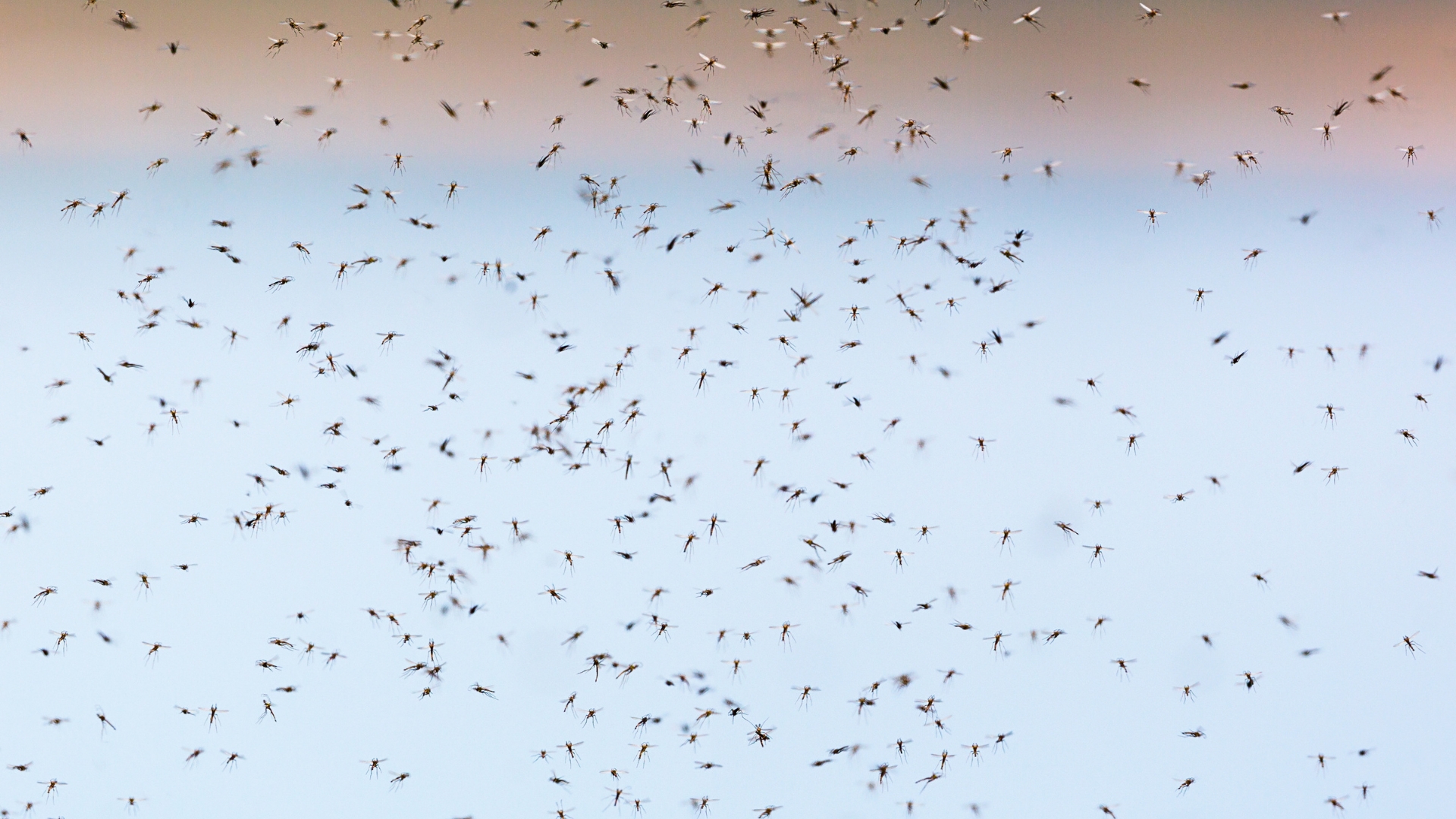 Mosquito Infestation