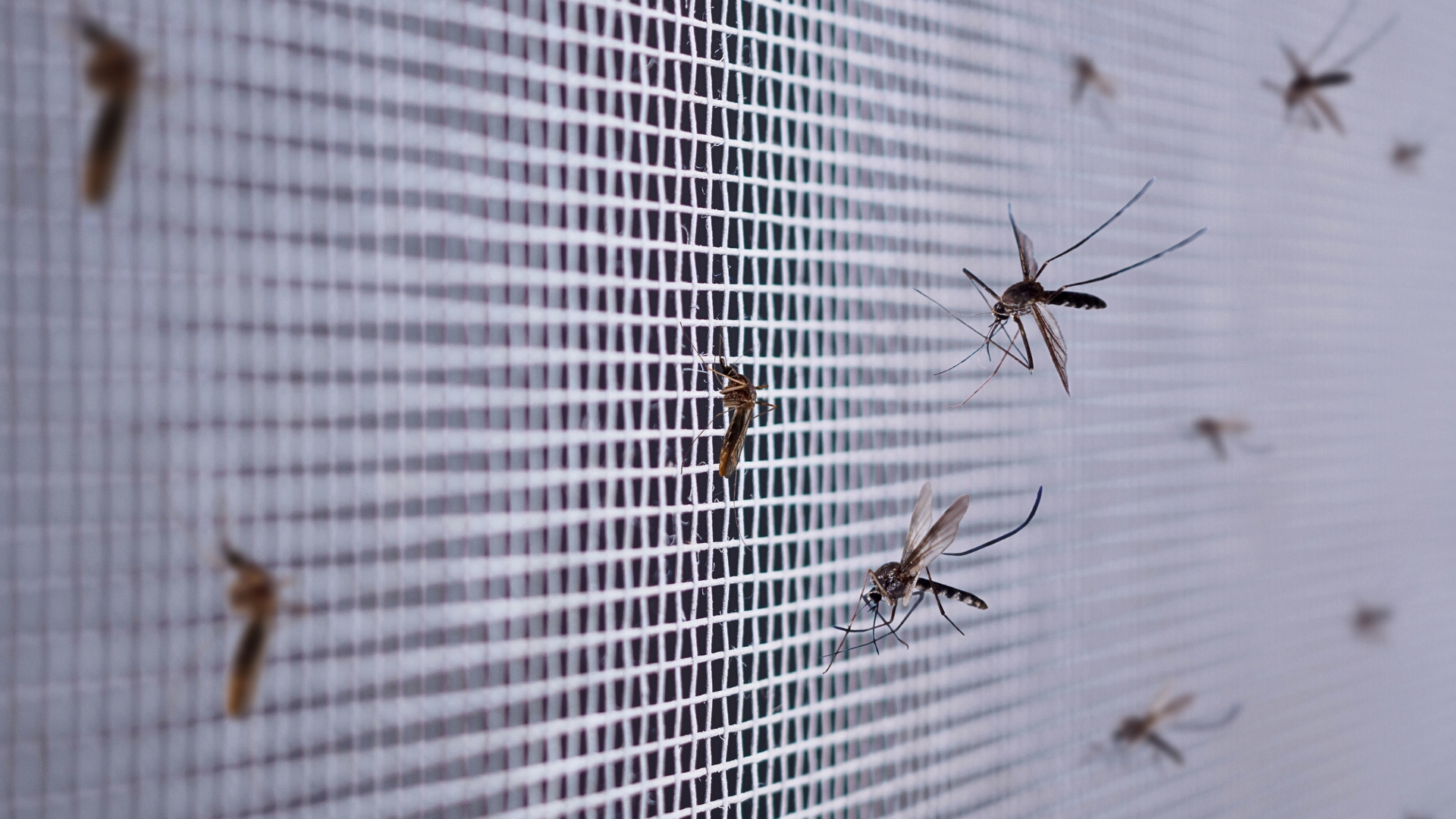 Mosquito Issues Photo Mosquitos on doorsreen trying to get in