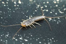 Silverfish image