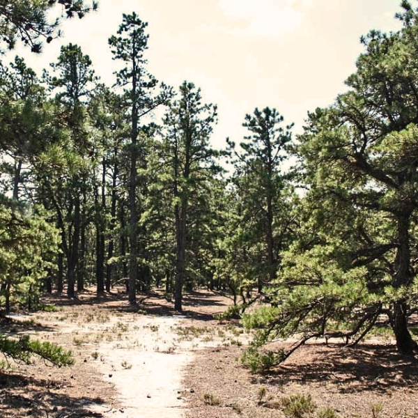 The Pine Barrens