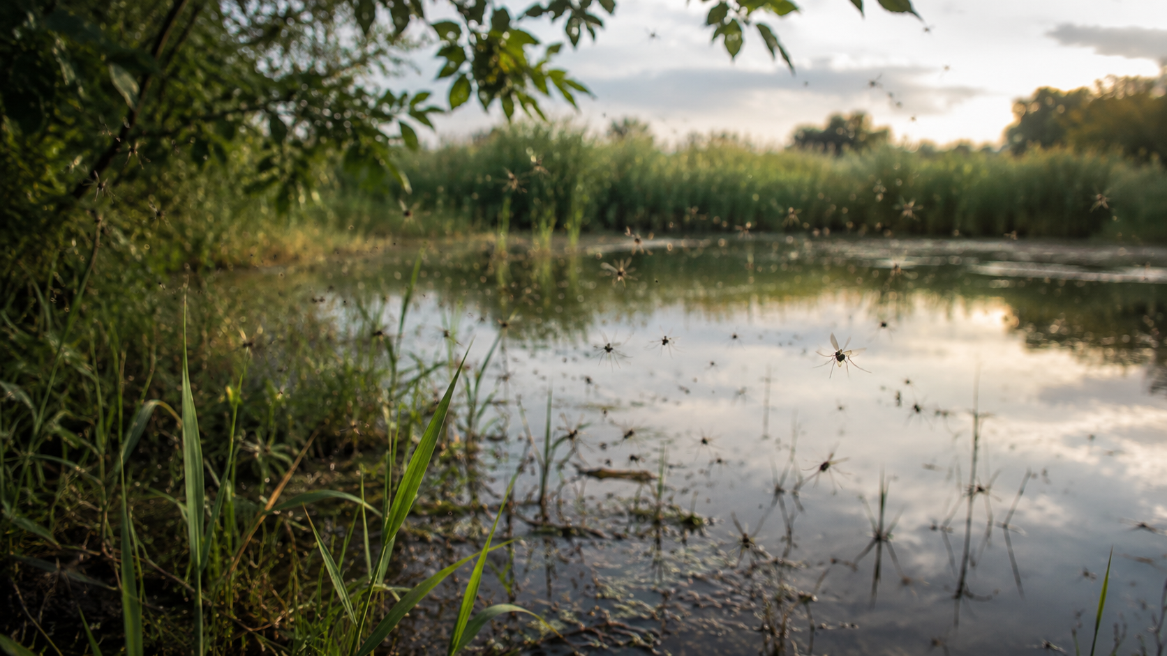 Where and how mosquitos breed.