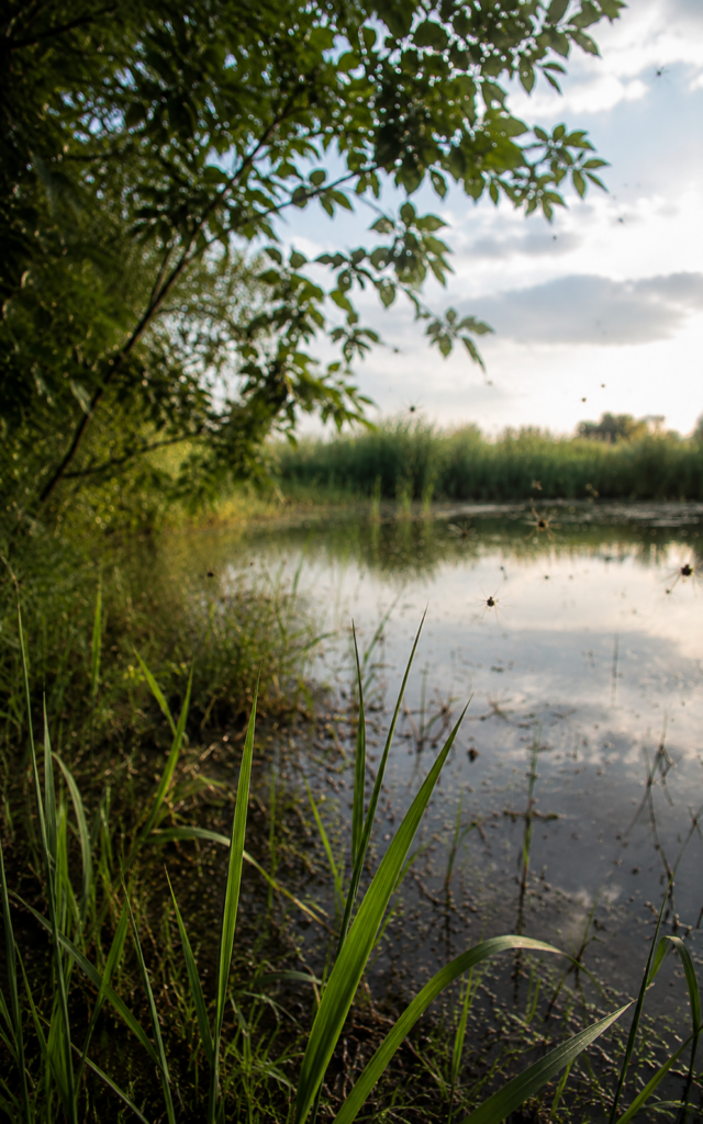 mosquitos breeding in standing water.