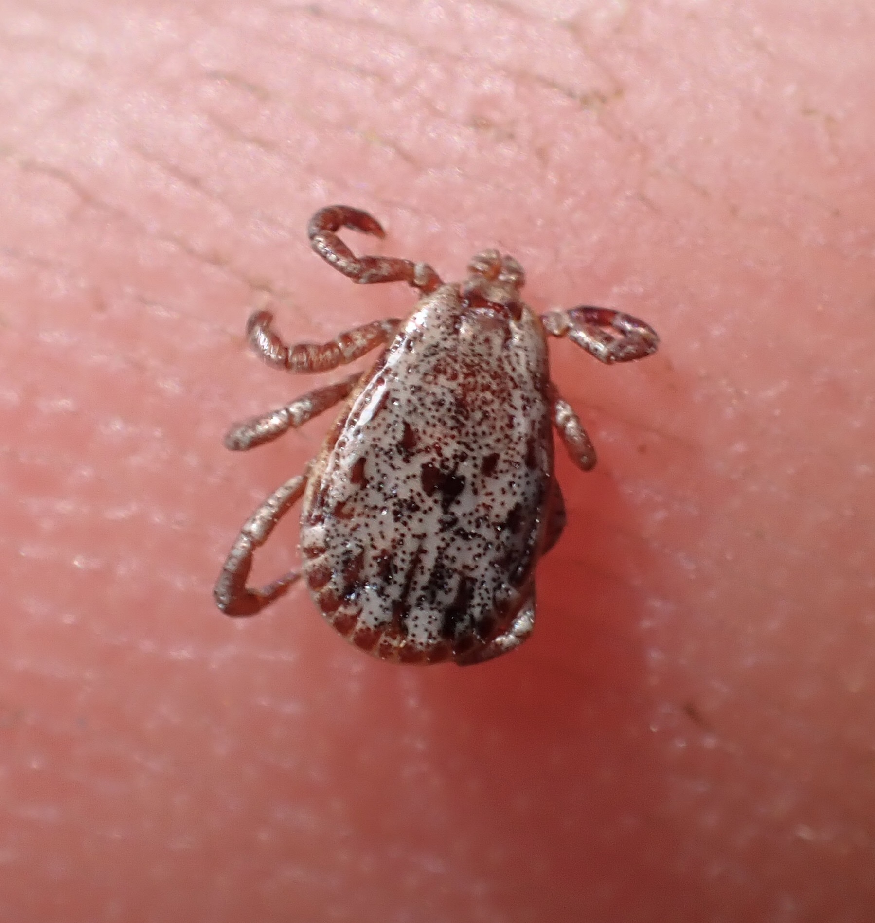 Dermacentor occidentalis (Pacific Coast Tick)
